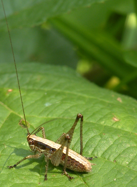 Pholidoptera griseoaptera e Yersinella raymondi